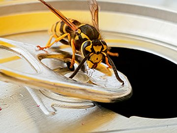 Venomous Bites and Stings